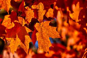 Colourful Leaves During The Autumn Season