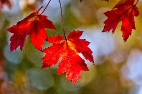 Colourful Leaves During The Autumn Season