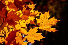 Colourful Leaves During The Autumn Season