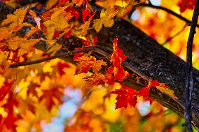 Colourful Leaves During The Autumn Season