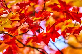 Colourful Leaves During The Autumn Season