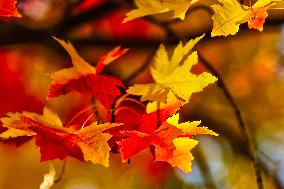 Colourful Leaves During The Autumn Season