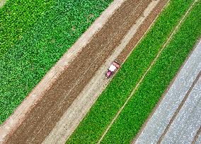 Field Agriculture