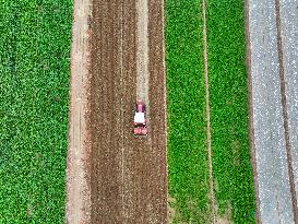 Field Agriculture