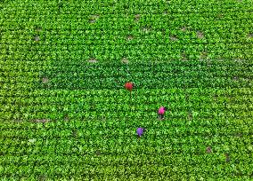 Field Agriculture