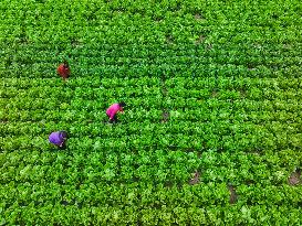 Field Agriculture