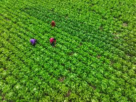 Field Agriculture