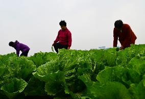 Field Agriculture