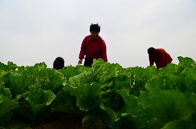 Field Agriculture