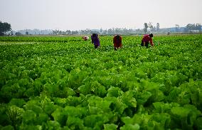 Field Agriculture