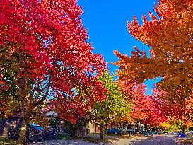 Colourful Leaves During The Autumn Season