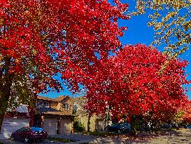 Colourful Leaves During The Autumn Season