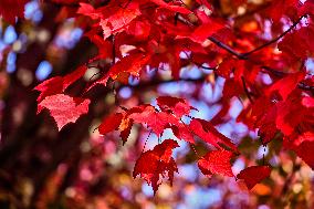 Colourful Leaves During The Autumn Season