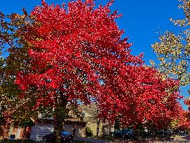 Colourful Leaves During The Autumn Season