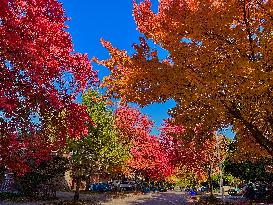 Colourful Leaves During The Autumn Season