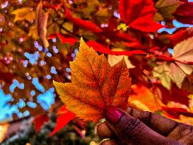 Colourful Leaves During The Autumn Season