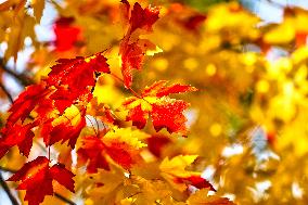 Colourful Leaves During The Autumn Season