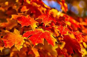 Colourful Leaves During The Autumn Season