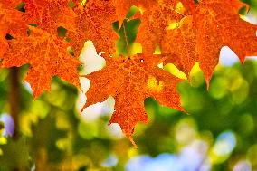 Colourful Leaves During The Autumn Season