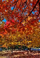 Colourful Leaves During The Autumn Season