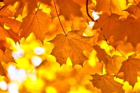 Colourful Leaves During The Autumn Season