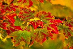 Colourful Leaves During The Autumn Season