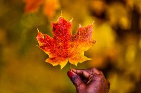 Colourful Leaves During The Autumn Season