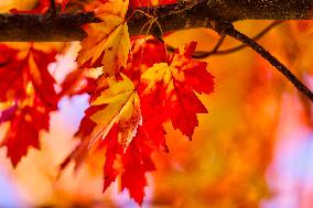 Colourful Leaves During The Autumn Season