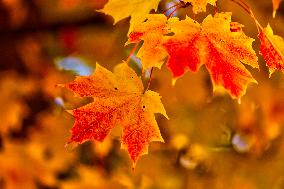 Colourful Leaves During The Autumn Season