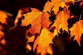 Colourful Leaves During The Autumn Season