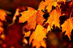 Colourful Leaves During The Autumn Season