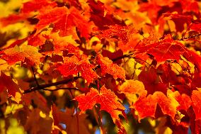 Colourful Leaves During The Autumn Season