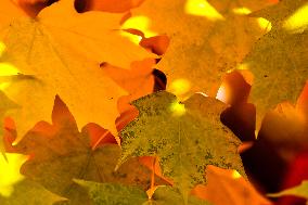 Colourful Leaves During The Autumn Season