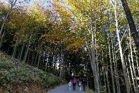 Autumn Colours In Carpathian Mountains In Czech Republic