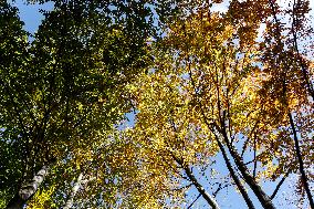 Autumn Colours In Carpathian Mountains In Czech Republic