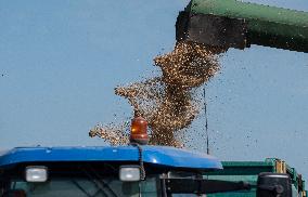 Rice Harvest - Seville