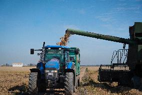 Rice Harvest - Seville