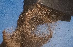 Rice Harvest - Seville