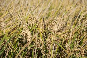 Rice Harvest - Seville