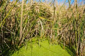 Rice Harvest - Seville