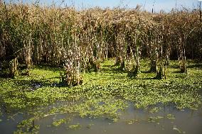 Rice Harvest - Seville