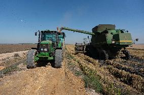 Rice Harvest - Seville