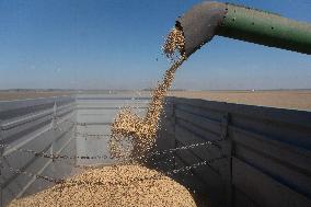 Rice Harvest - Seville