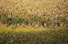 Rice Harvest - Seville