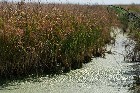 Rice Harvest - Seville