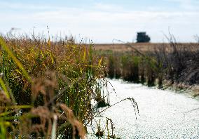 Rice Harvest - Seville