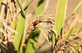 Rice Harvest - Seville