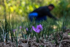 Saffron In Kashmir