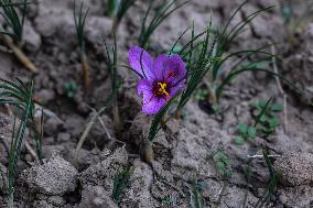 Saffron In Kashmir