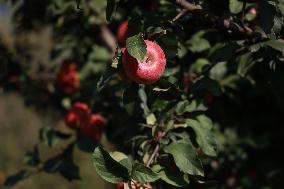 Apple Business In Kashmir